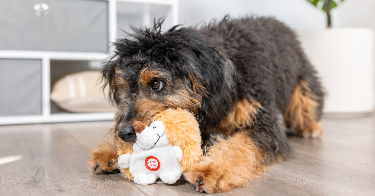 Dog with a plush toy from Pet-mates