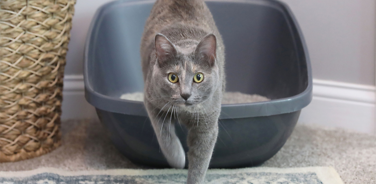 A grey cat with green eyes faces in the camera while exiting a litter pan that is resting on a carpeted floor. 