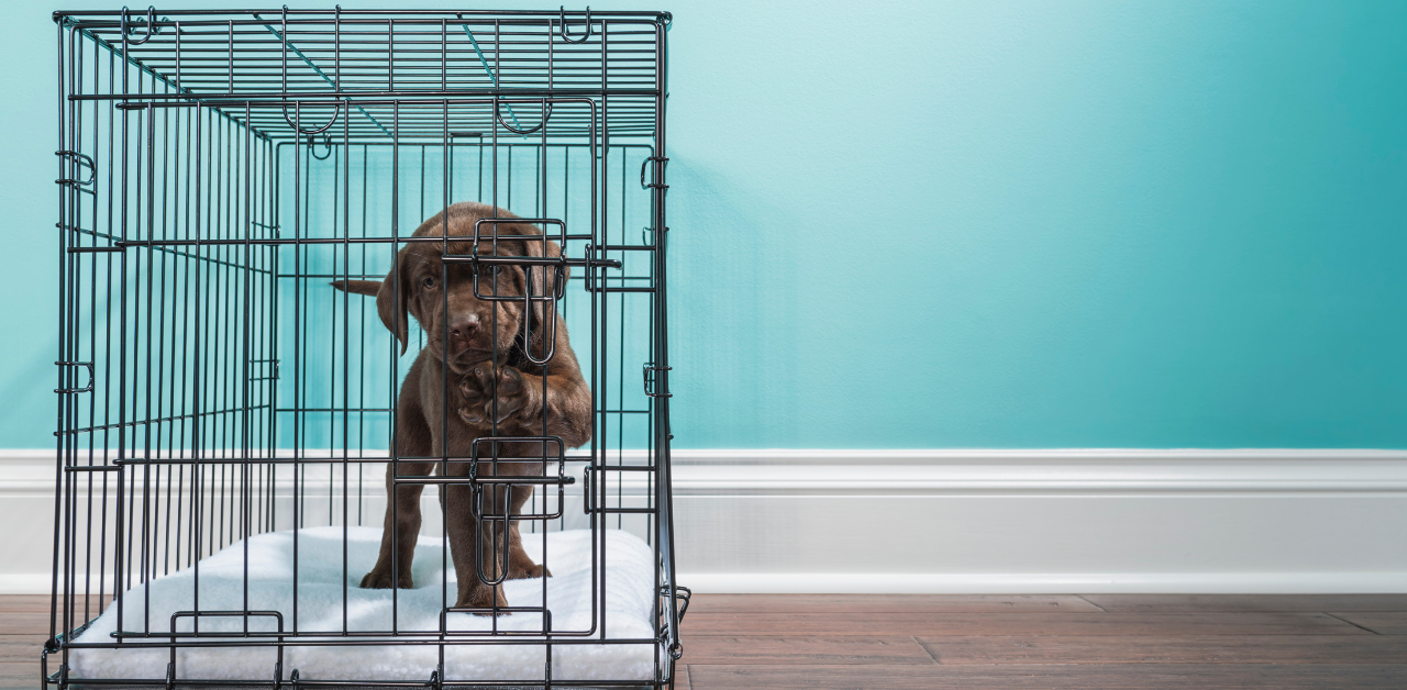 A small brown dog is seen pawing at a closed door while inside of a metal wire crate on a carpeted floor. 