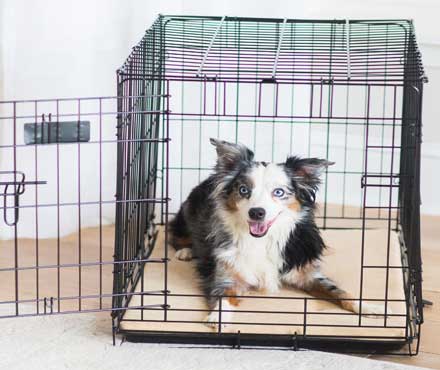 A puppy laying in a wire Pet-mates pet crate