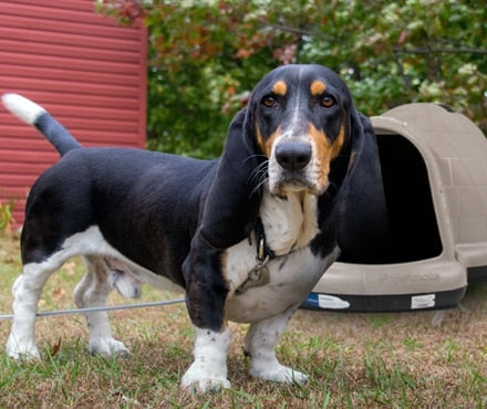 Bassett Hound in the back yard next to a Pet-mates Dogloo plastic shelter
