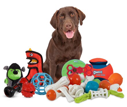 A dog with an assortment of toys from Pet-mates