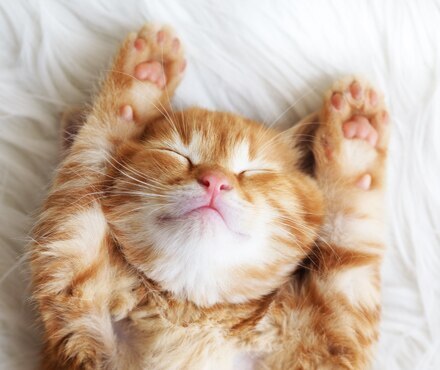 Catching Some ZZZ's