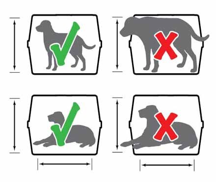 Quick Air Travel Guide: Traveling With Pets
