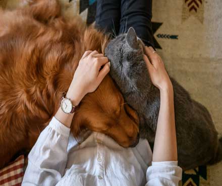 5 Ways to Show Your Dog or Cat You Love Them Unconditionally