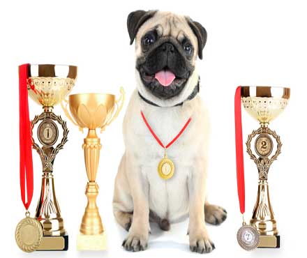 Pet World Records