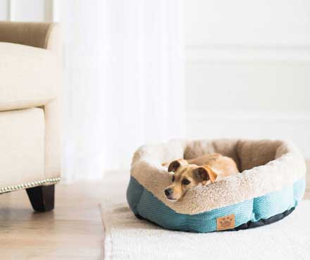 Dog resting in a round Pet-mates dog bed