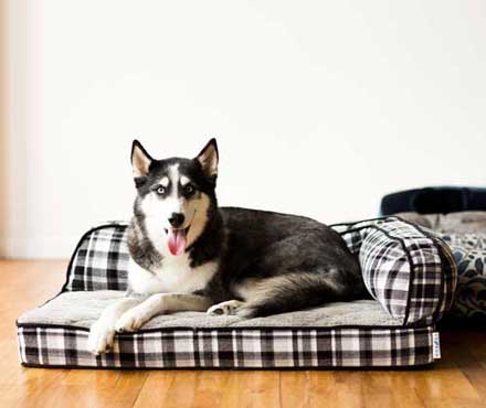 Husky Laying In A Pet-mates Orthopedic Bed