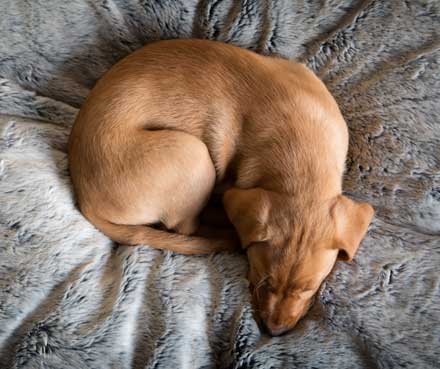 Dog curled up in a Pet-mates bed sleeping