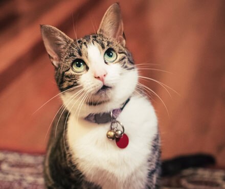 Cat with a Pet-mates cat collar with bell 