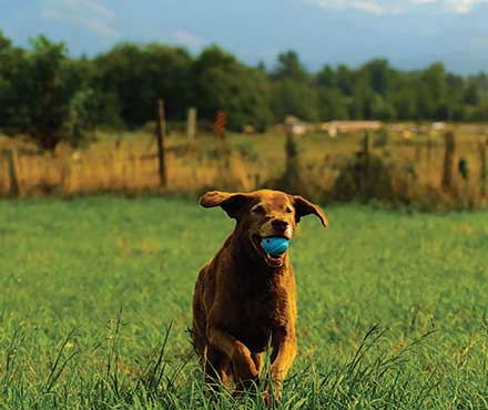 All About Fetching