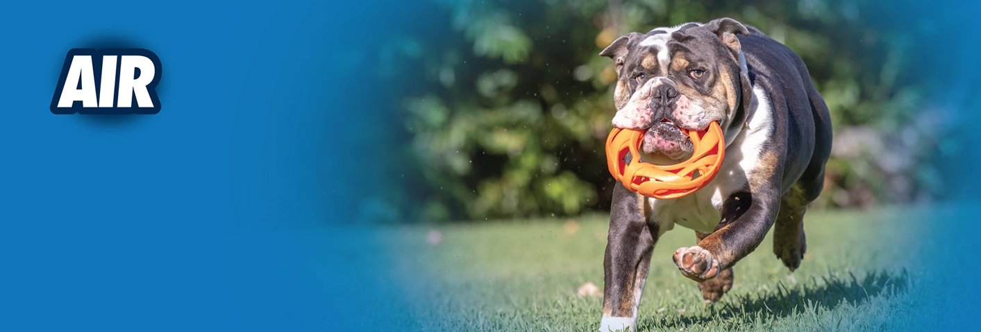 A bulldog runs on grass with an orange toy in its mouth. The left side of the image has a blue background with the word AIR in bold white letters.