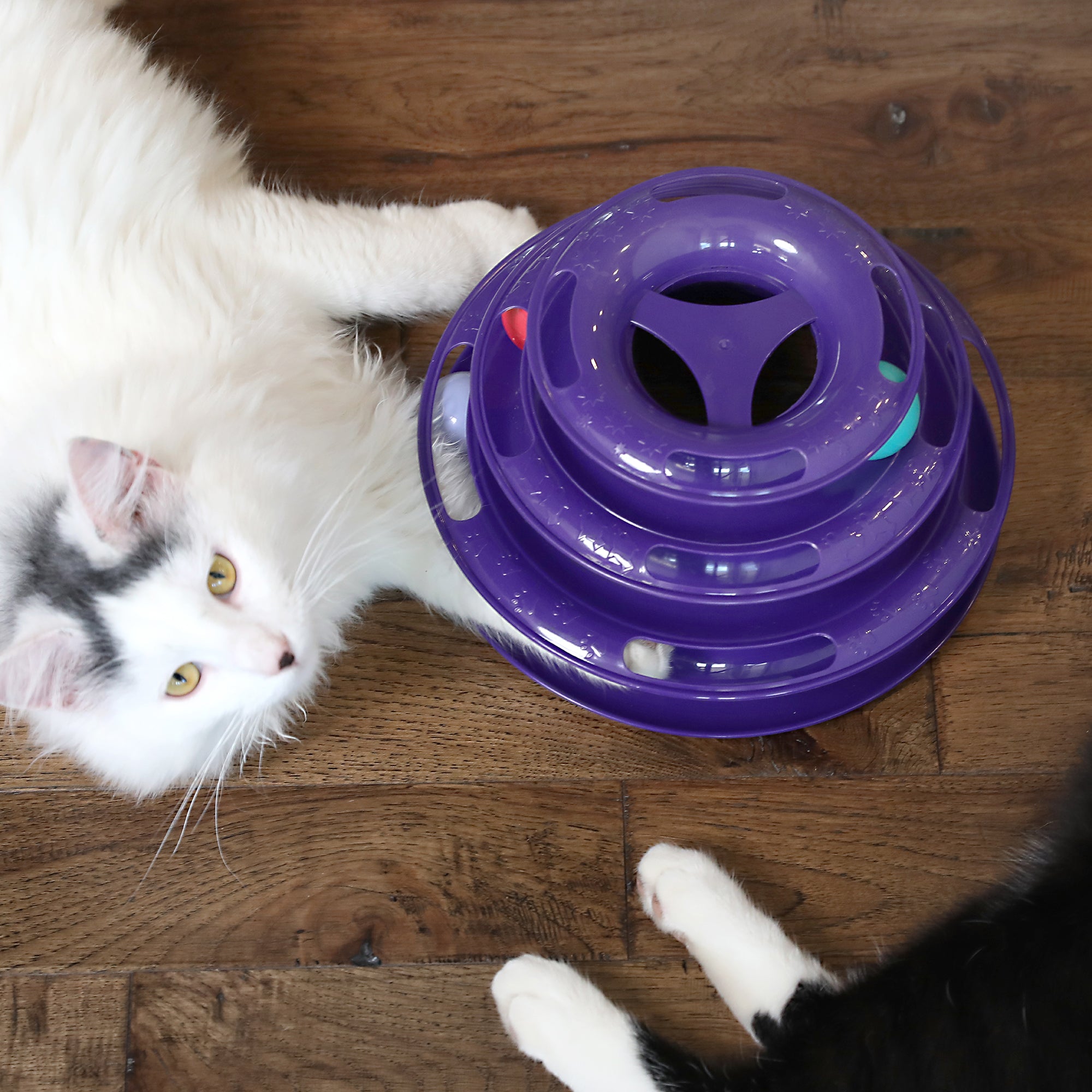 A white cat with black markings lounges on the floor beside a Quirky Kitty Three Layer Ball Track Cat Toy by Quirky Kitty, while a black cats paw is partially visible, suggesting playful interaction.