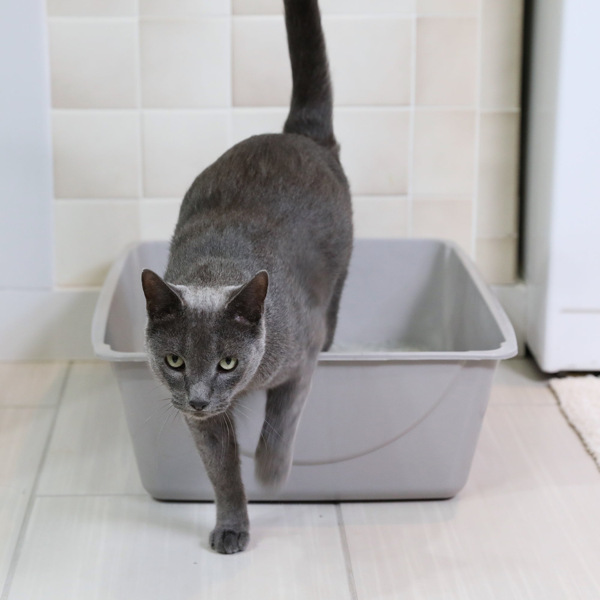 A gray cat steps out of a Pet-mates Basic Litter Box, crafted with EcoTech™ resin in an open-top design. The box rests on a tiled floor against a beige wall. The cat, with its tail raised and wearing a focused expression, exudes curiosity.