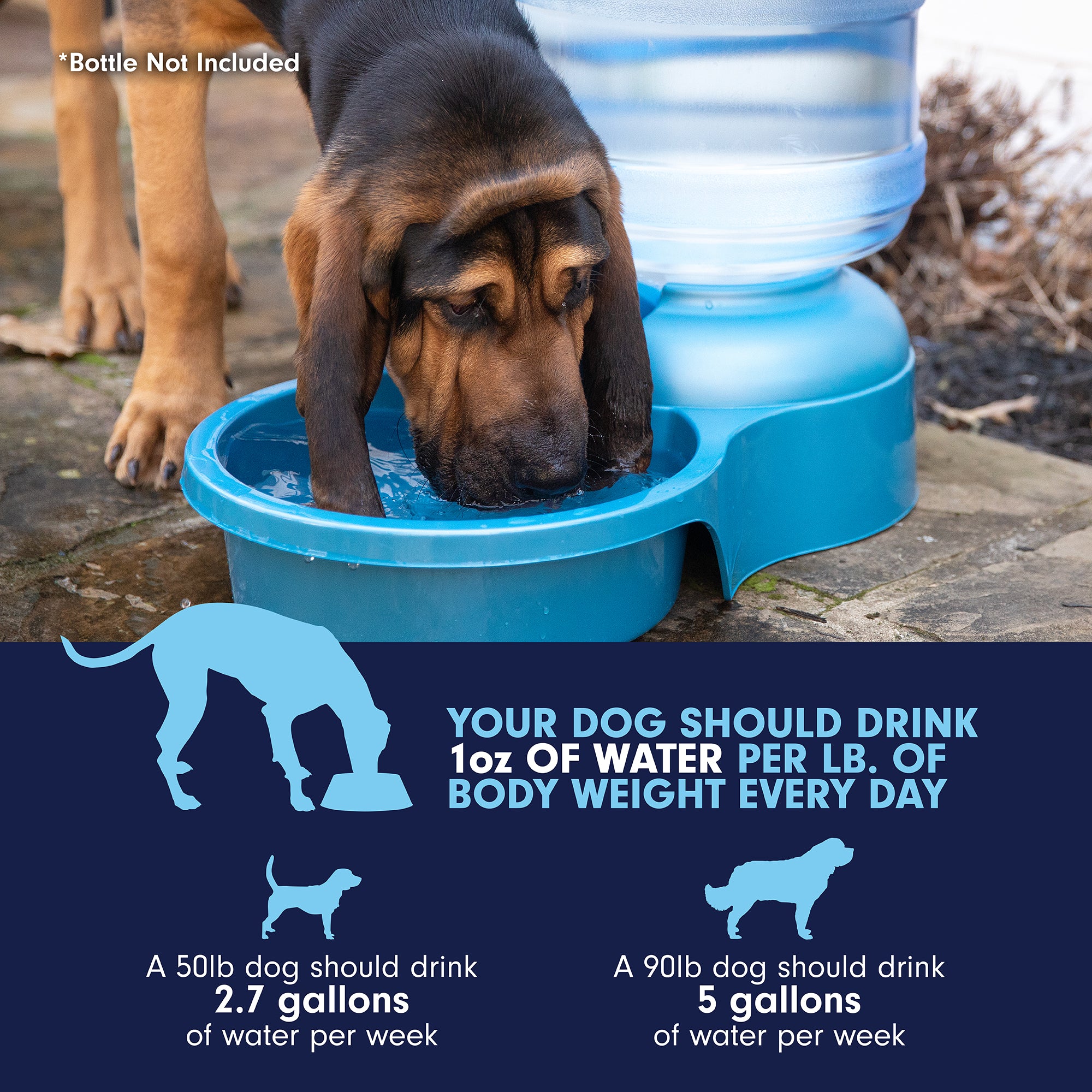 A dog drinks from the Pet-mates Big Blue Bowl, a large outdoor hydration solution. Guide: 2.7 gallons/week for a 50 lb dog and 5 gallons for a 90 lb dog, ensuring proper hydration.