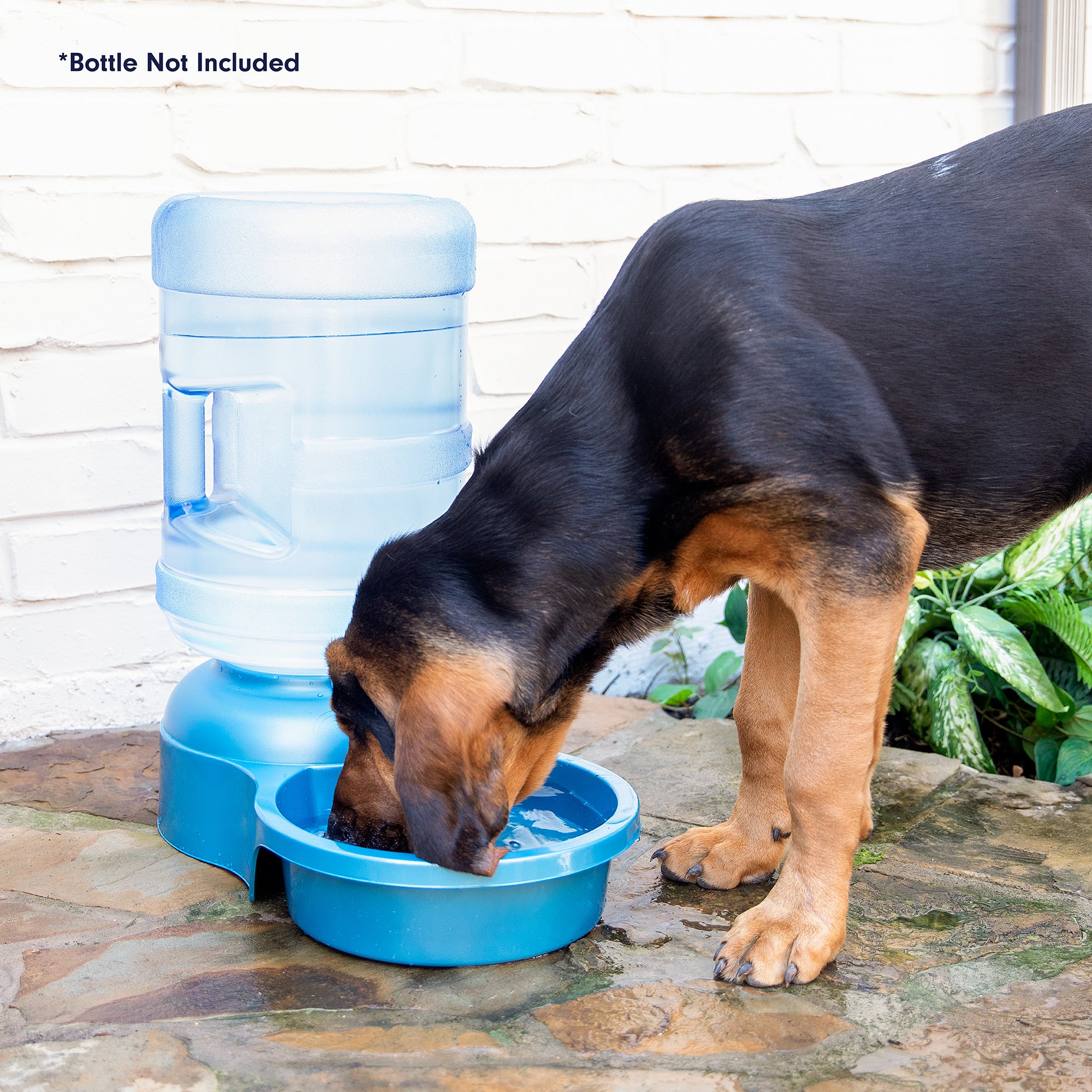 A black and tan dog drinks from a Pet-mates Big Blue Bowl on a patio. The bowl features a large, clear bottle excellent for outdoor pet hydration. In the background, the wall and greenery are visible, with text reading, Bottle Not Included.