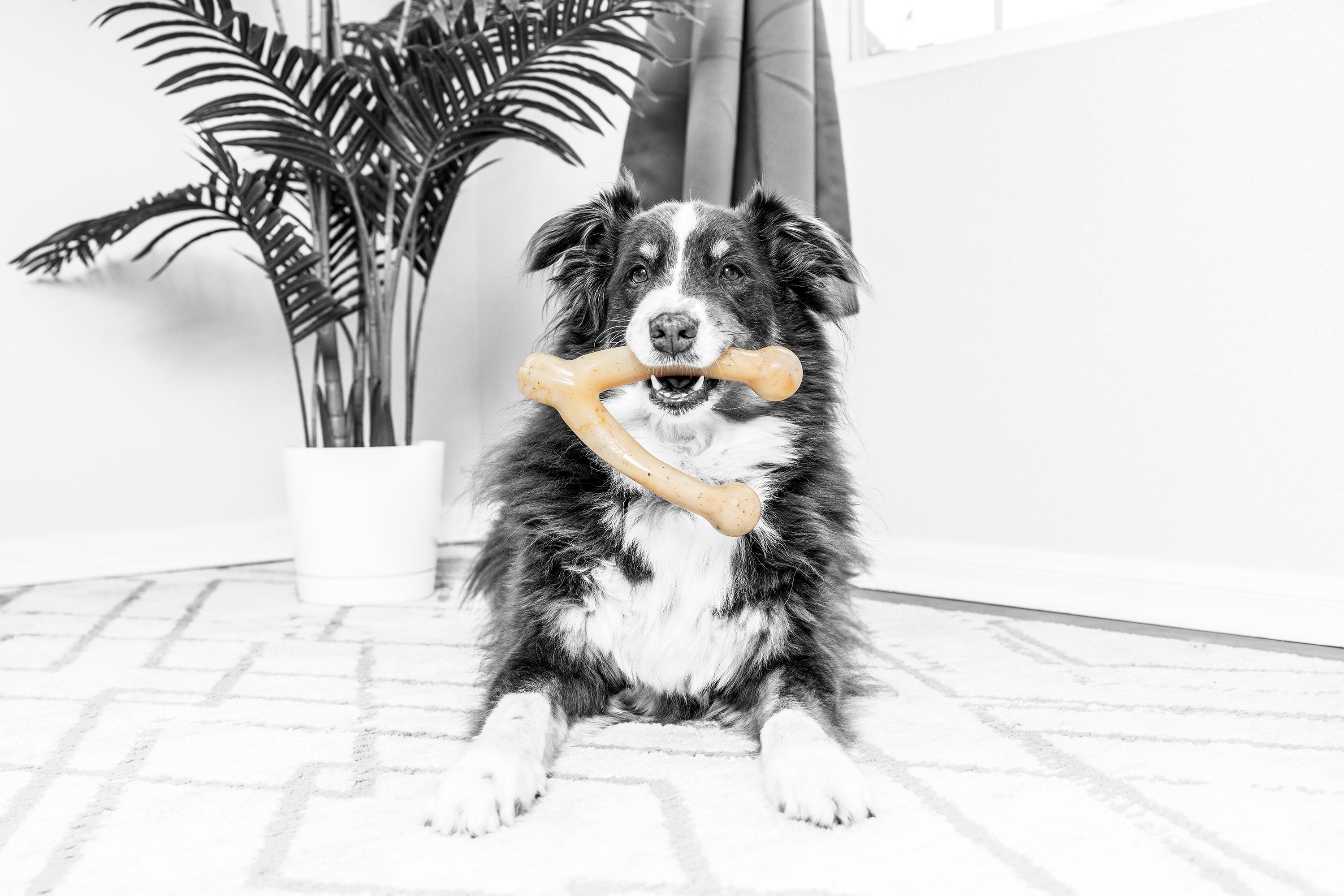 A black and white dog relaxes on a patterned rug, enjoying its Barkbone Natural Instincts Wishbone Bacon-Infused Nylon Dog Chew. In the background, a potted plant sits near a window with softly flowing curtains.