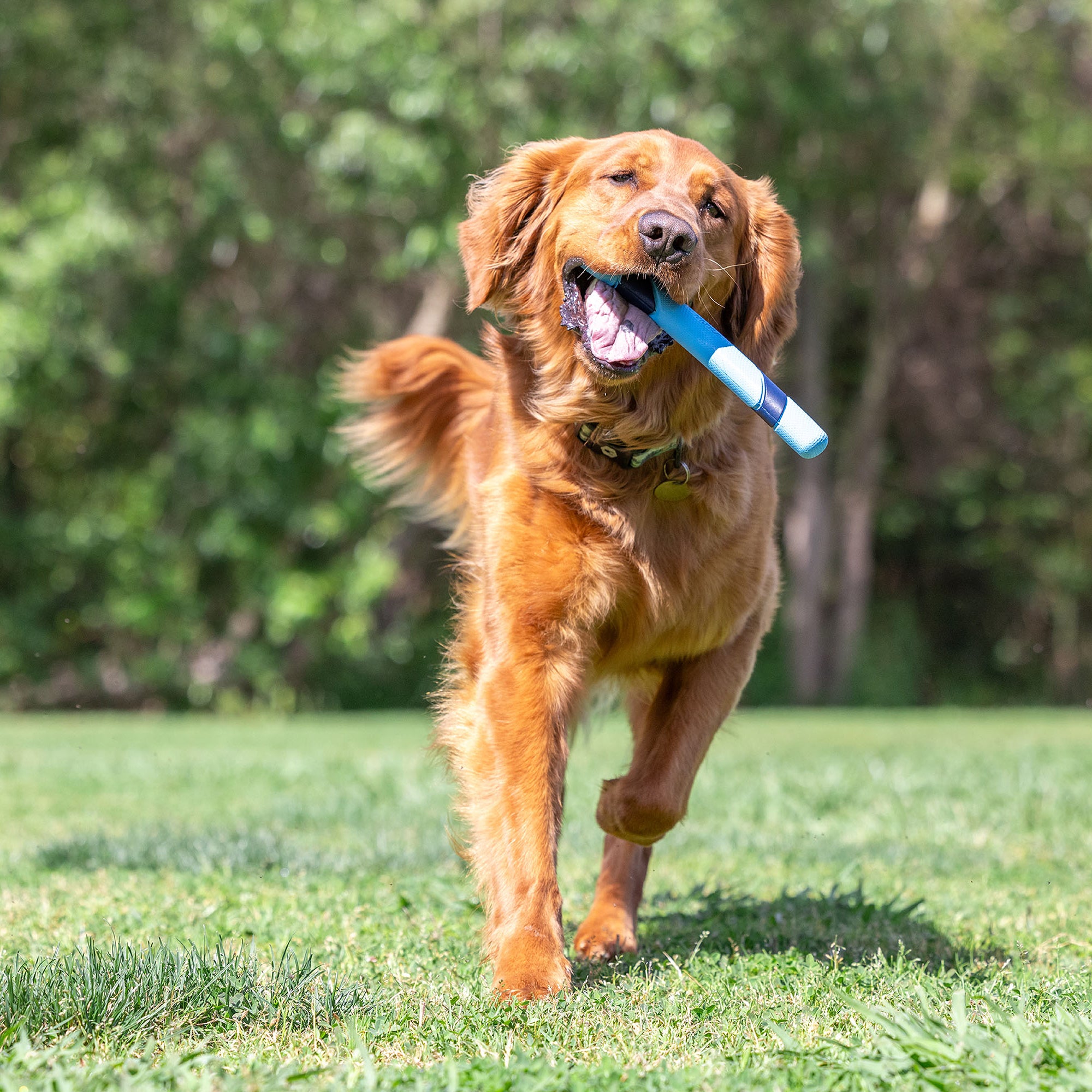 A cheerful Golden Retriever runs joyfully on grass, holding a Chuckit! Bacon Scented Sniff Fetch Stick in its mouth. The lush green backdrop suggests a sunny day in a park or garden, ideal for fetch.