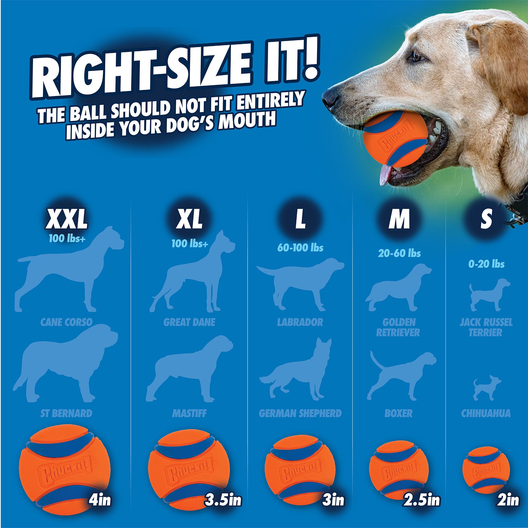 A dog grips a durable Chuckit! Bacon Sniff Fetch Ball by Chuckit in its mouth. The image displays fetch ball size recommendations by weight: XXL (100+ lbs, 4in), XL (100 lbs, 3.5in), L (60-100 lbs, 3in), M (20-60 lbs, 2.5in), S (0-20 lbs, 2in).