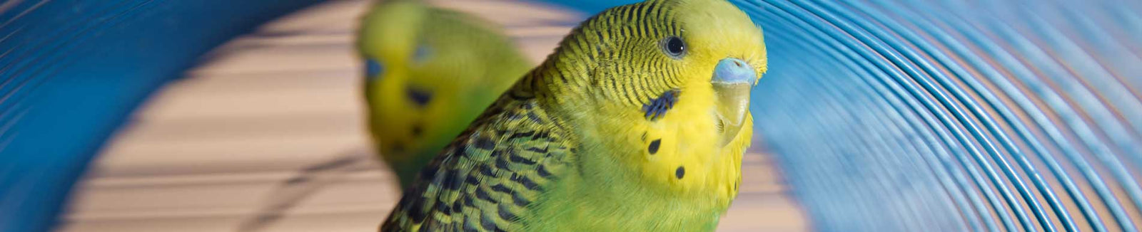 Bird Banner