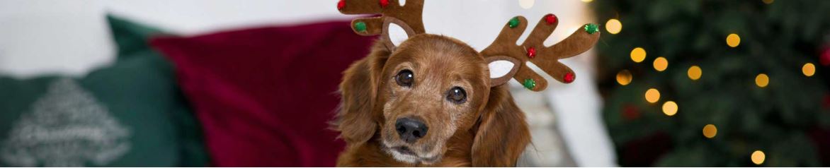 Holidays Banner