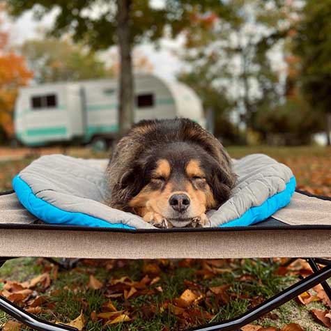 A dog sleeps peacefully on a Chuckit! Travel Pillow Bed outdoors, with a blurred camper and autumn trees in the background. Fallen leaves dot the ground, as the machine washable Chuckit bed cradles the relaxed and content dog.