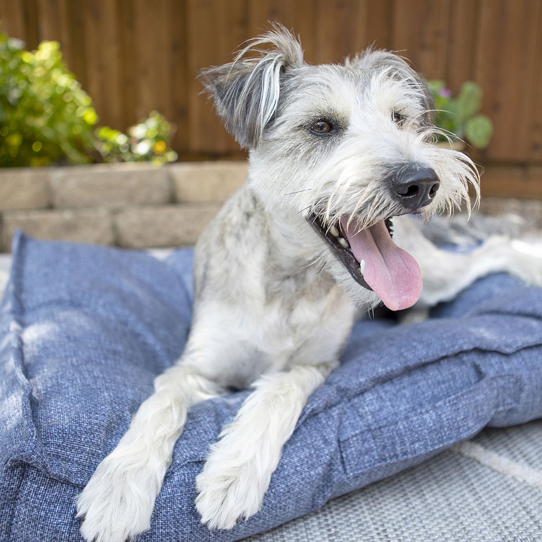 A scruffy gray and white dog with floppy ears relaxes on its La-Z-Boy Outdoor Millie Mattress Dog Bed, ideal for outdoor use. The shaggy-coated pup lies panting with its tongue out, surrounded by lush plants and a sturdy wooden fence.