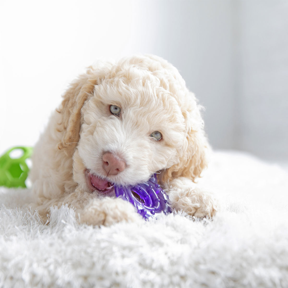 A curly-haired puppy chews on a purple dog chew toy while lying on a fluffy white surface, with the JW Snail Teether Puppy Toy by Jw in the background, adding to the bright and airy setting.