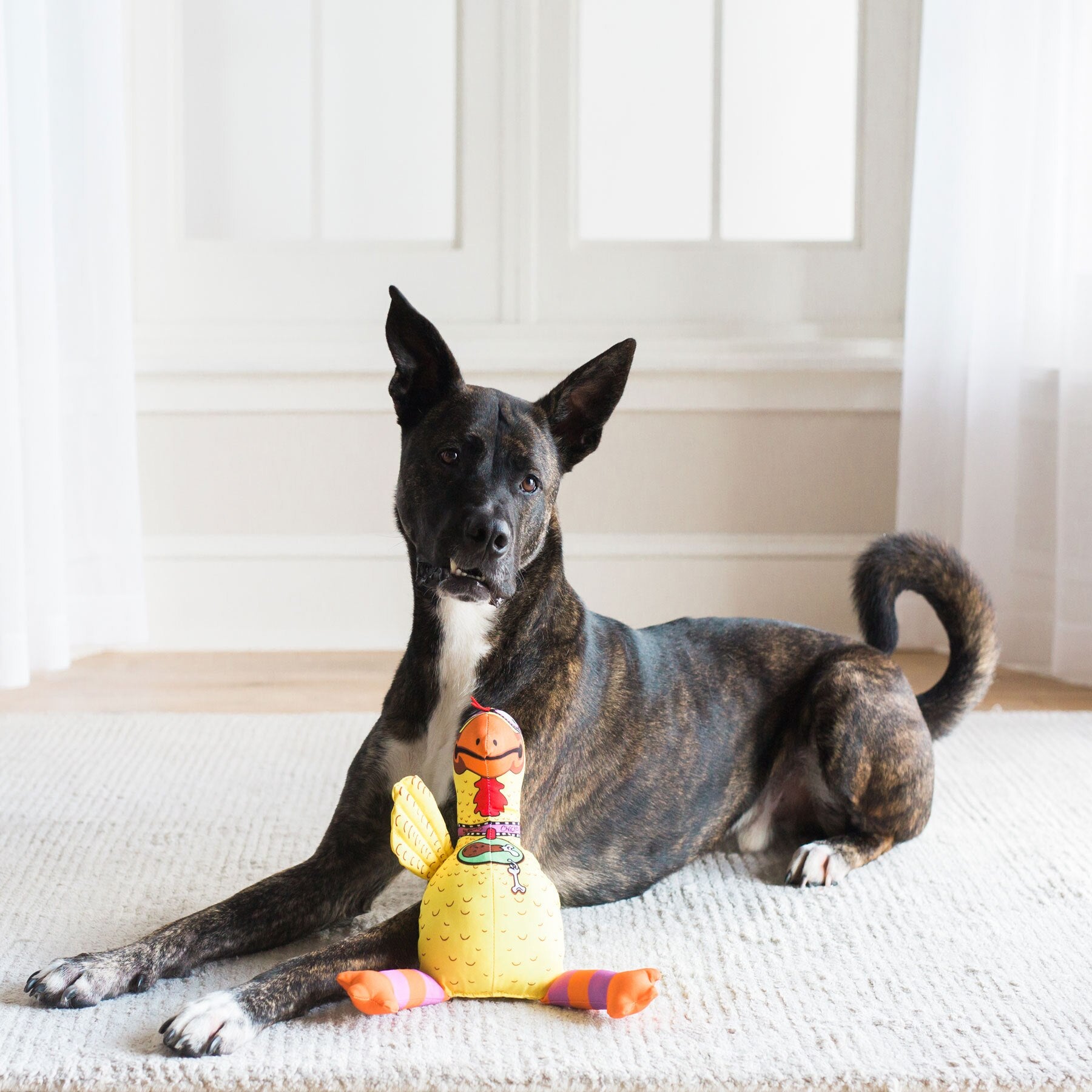 A brown and black dog with perked ears lies on a white carpet, holding a Fatcat Barnyard Bullies Dog Toy resembling a yellow chicken. Sheer white curtains and soft lighting set the background ambiance.