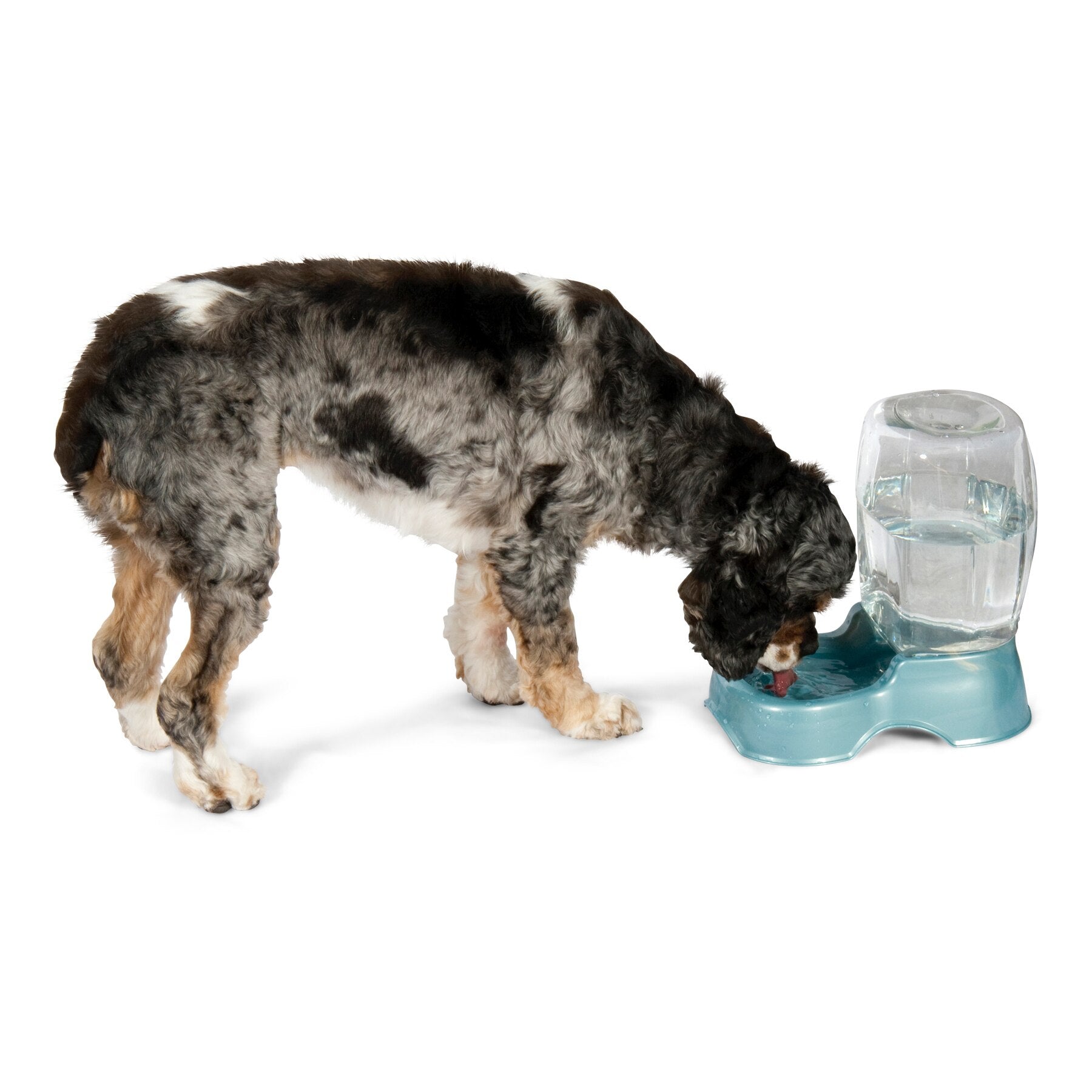 A curly-haired dog with a black, white, and brown patchy coat drinks from an eco-friendly Pet-mates Pet Cafe Gravity Water Bowl featuring a blue automatic gravity design and a clear tank.