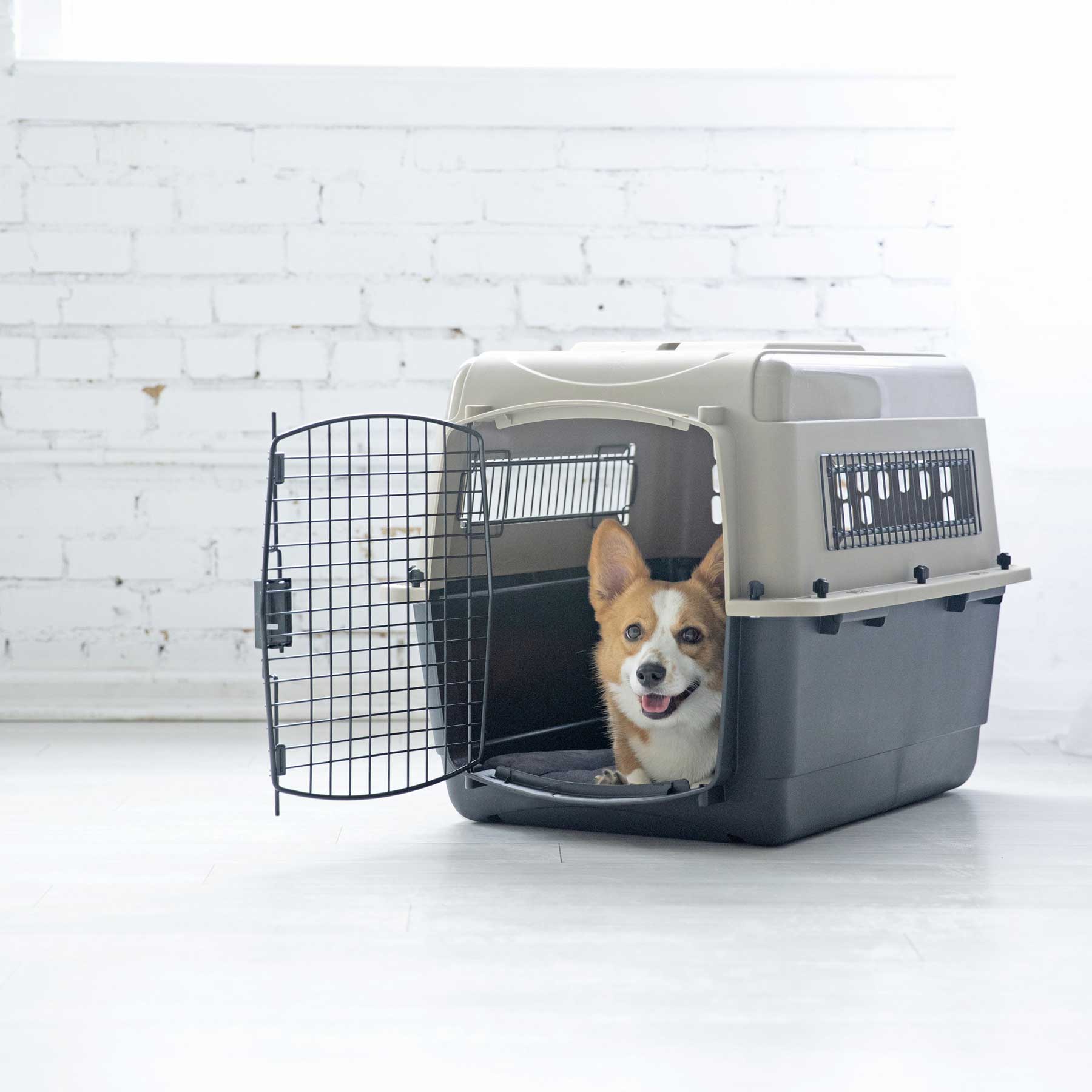 A small brown and white corgi sits inside the Pet-mates Traveler - Ultra Vari Kennel by Pet-mates with the door open, looking forward and panting, against a white brick wall and bright floor.