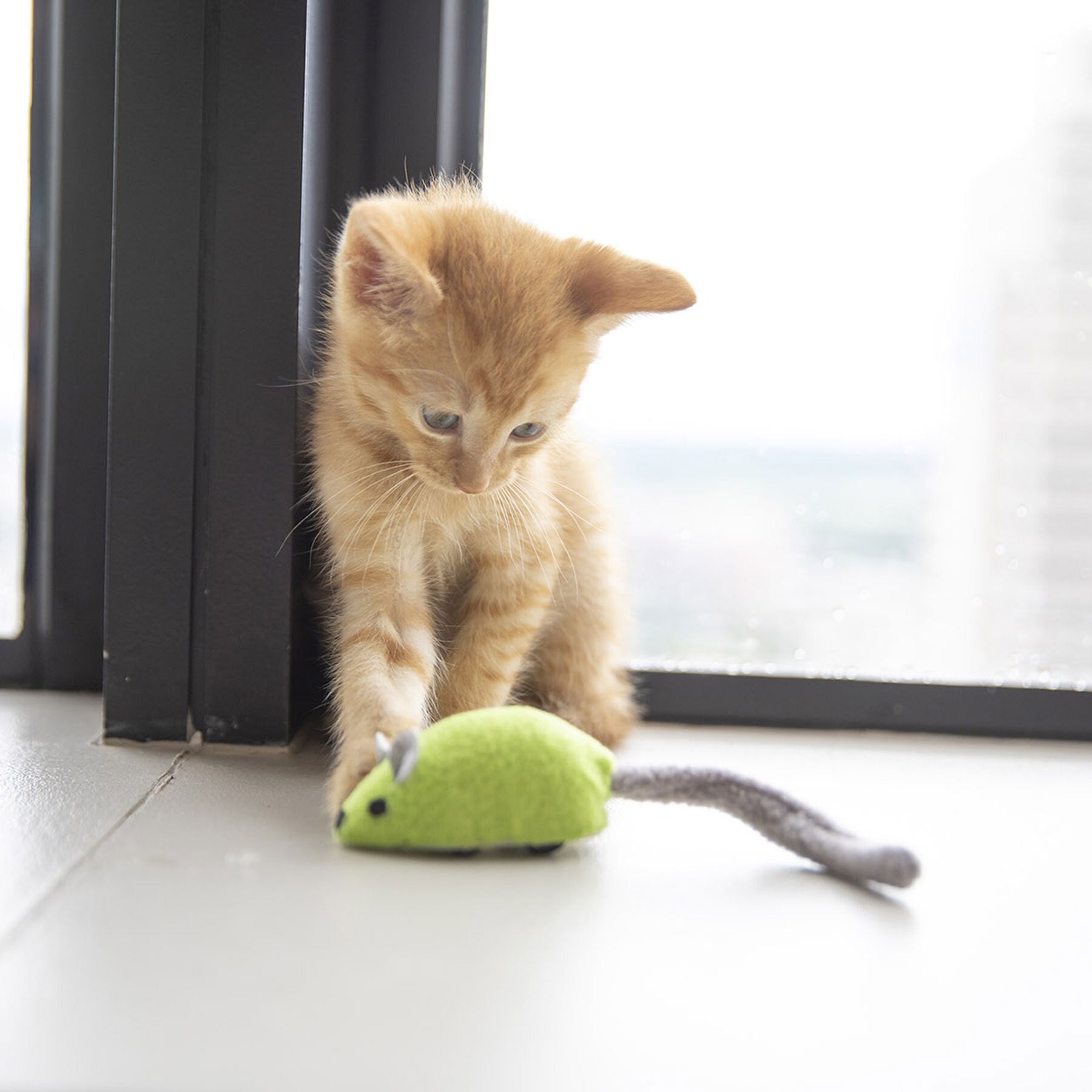 An orange tabby kitten sits by the window, eyeing the JW Zippy Mouse Cat Toy by Jw, with its gray tail on the floor, poised for interactive play. The scene is bright with a blurred cityscape visible through the window.