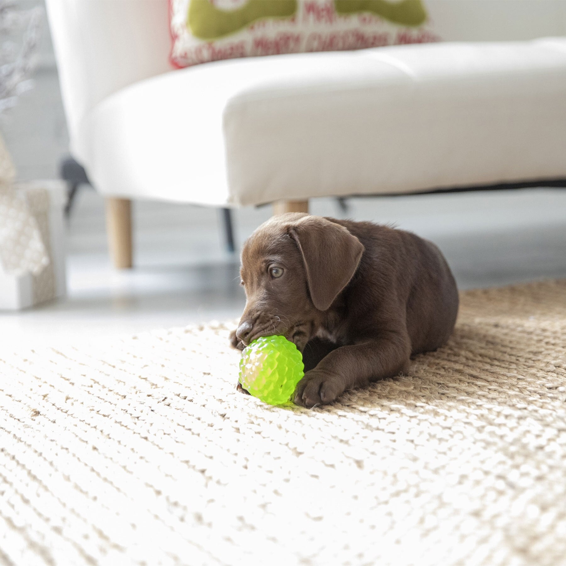 A brown puppy lies on a woven rug, playfully biting a green JW Hedgehog Squeaky Ball Dog Toy by Jw with Safe-Squeaker Technology. A white sofa and a pillow with red text are in the background, creating a bright and cozy atmosphere perfect for small dogs to explore.
