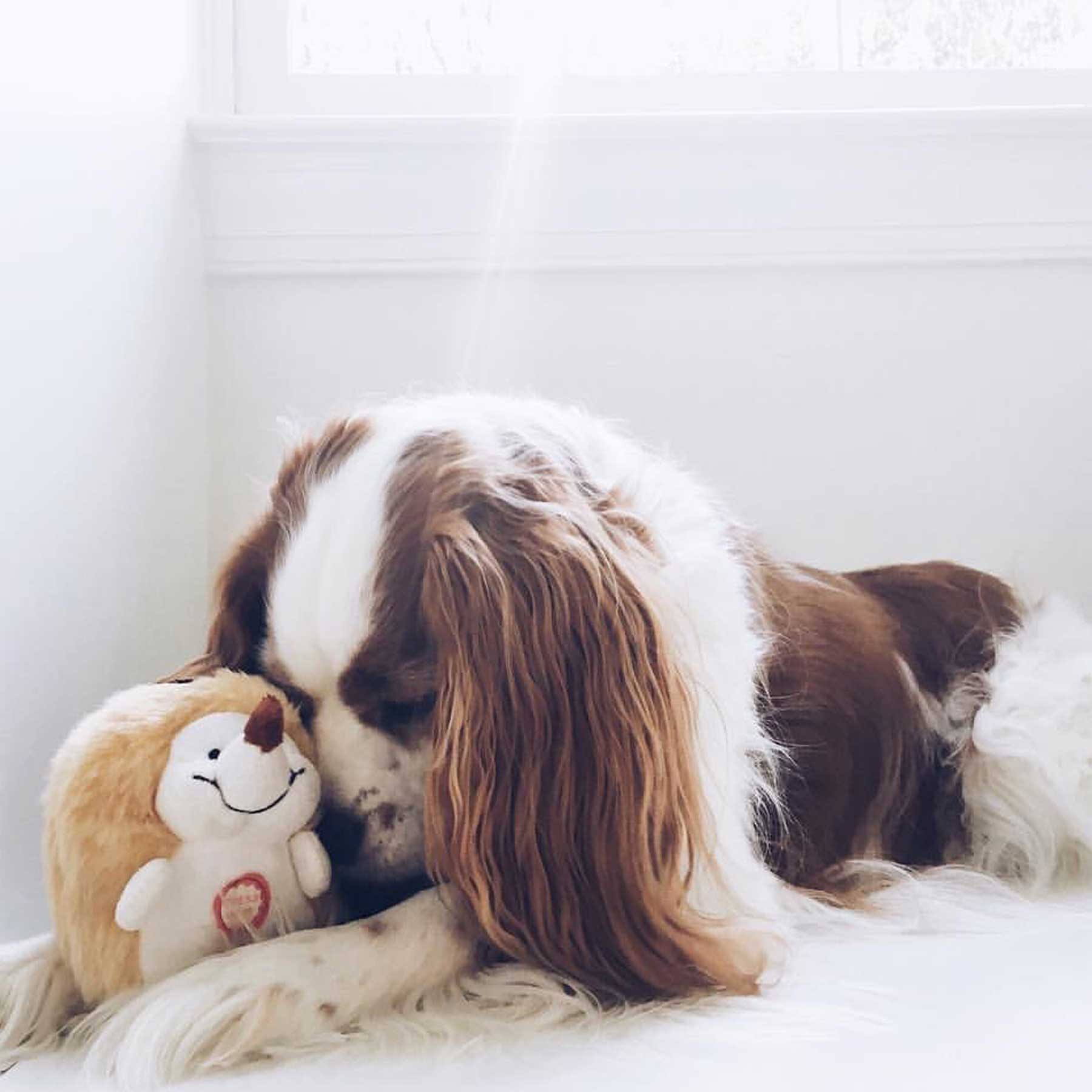 A Cavalier King Charles Spaniel rests its head gently on a Pet Qwerks Plush Chattering Hedgehog from Petqwerks, as soft light streams through the window. The dog looks relaxed and content, savoring the ideal mix of cuddles and playful companionship.