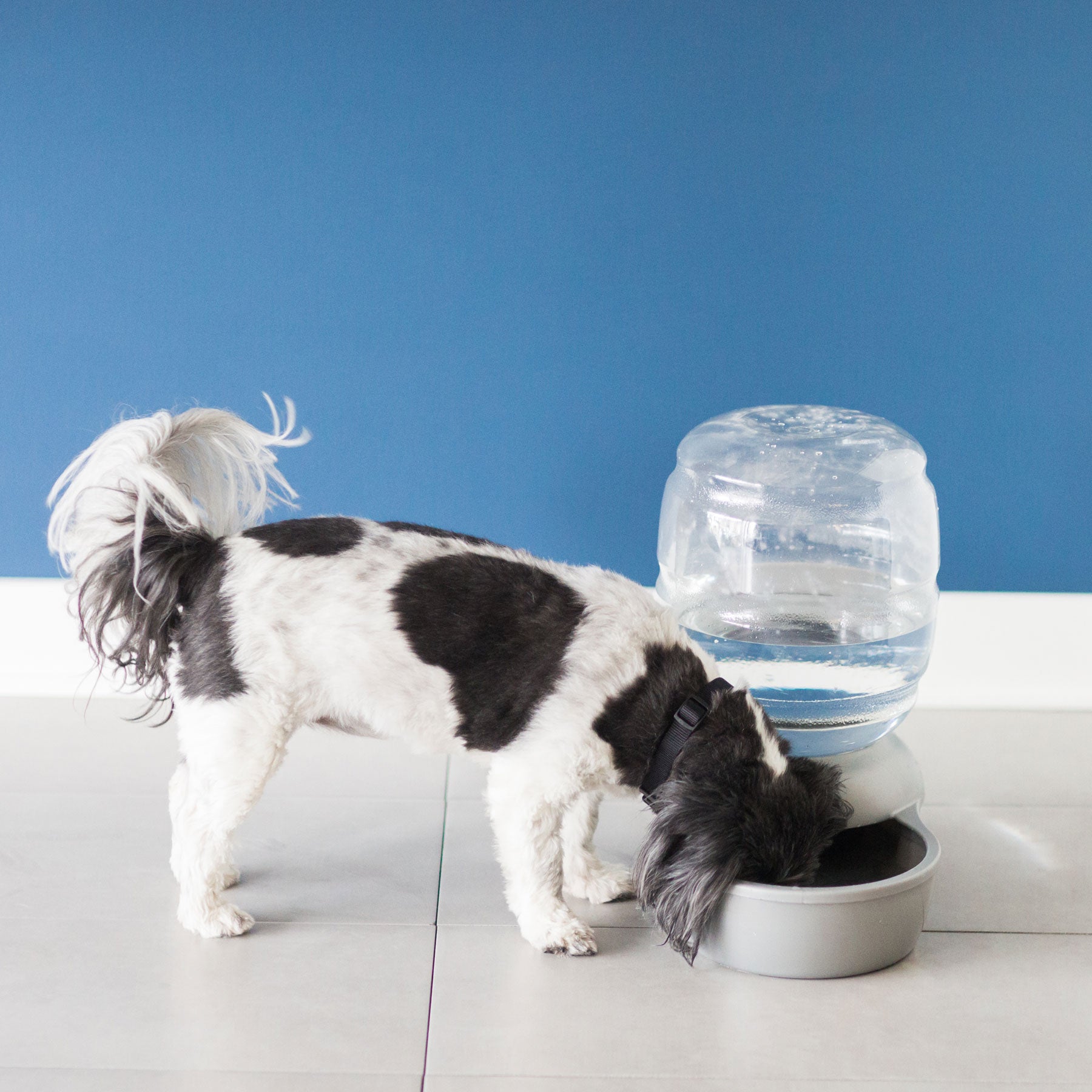 A black and white dog eagerly drinks from a Pet-mates Replendish Pet Waterer With Microban on a tiled floor, set against a plain blue wall for a calming atmosphere, ensuring safe, fresh hydration.