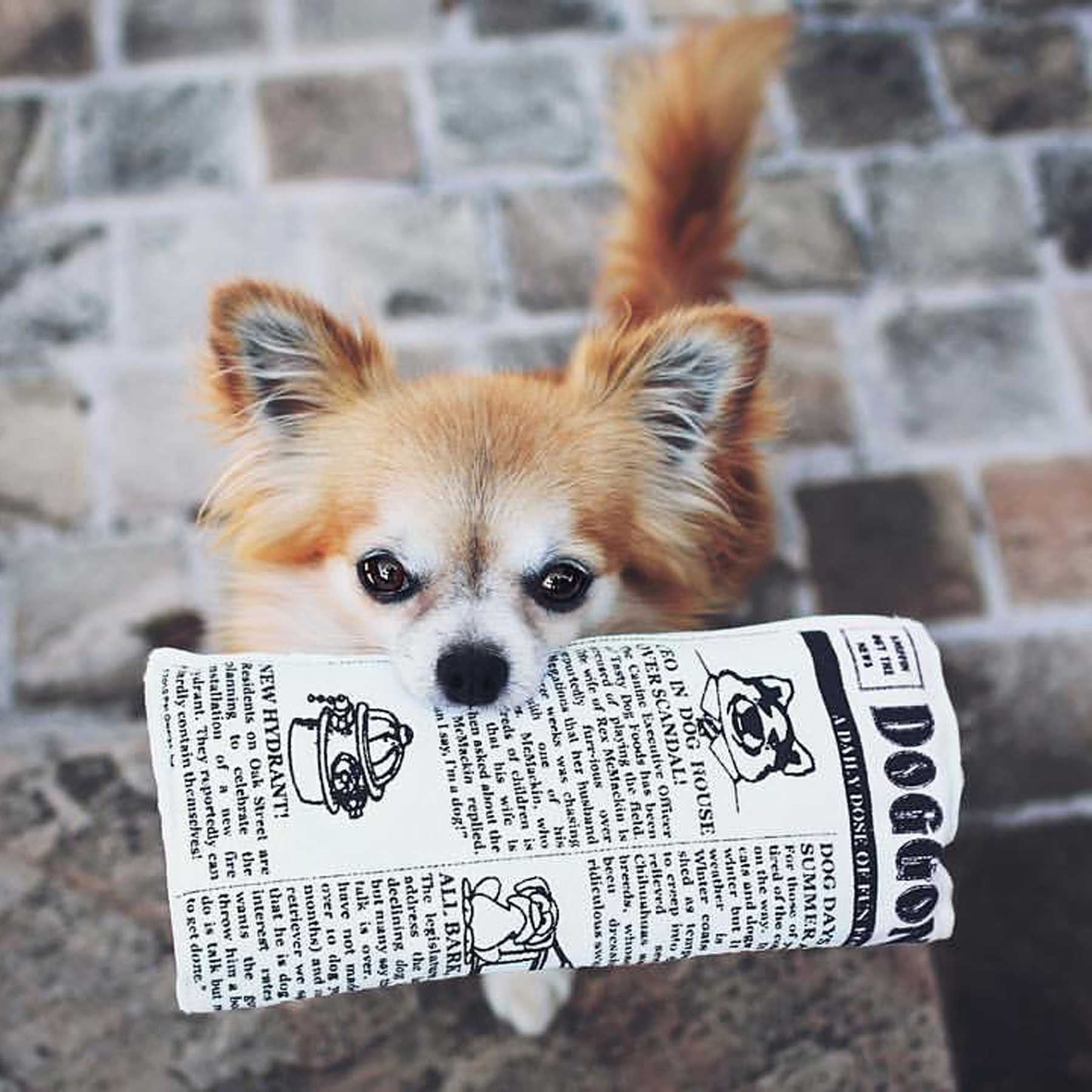 A small dog with fluffy ears stands on a stone pavement, proudly holding a Petqwerks Krinkle & Squeaky Newspaper Plush Dog Toy. The charming scene unfolds against gray and beige paving stones, highlighting the toys durable canvas material.