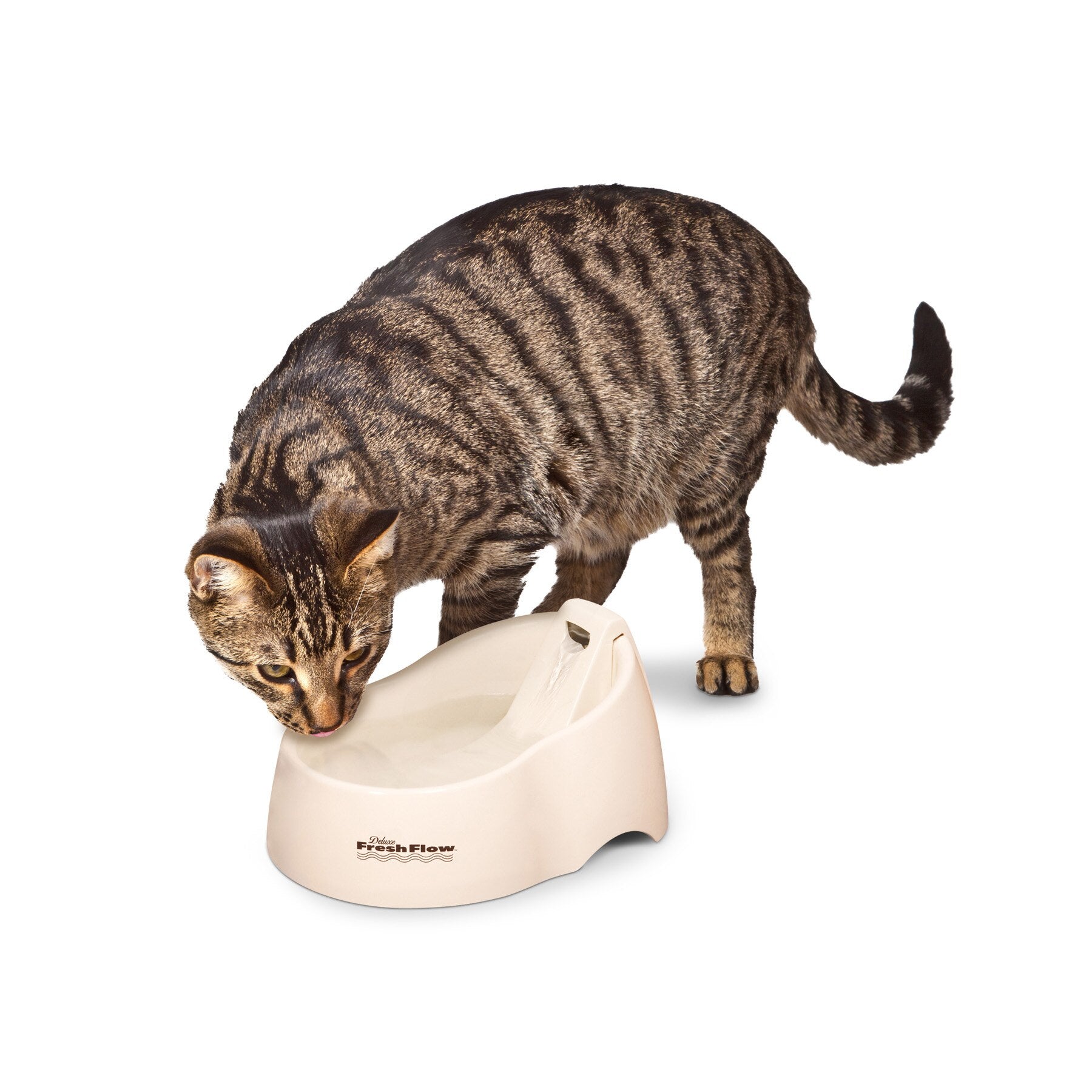 A tabby cat, prioritizing pet health, drinks from a Pet-mates Deluxe Fresh Flow Fountain For Cats. Its head is lowered towards the filtered water, set against a plain white background.