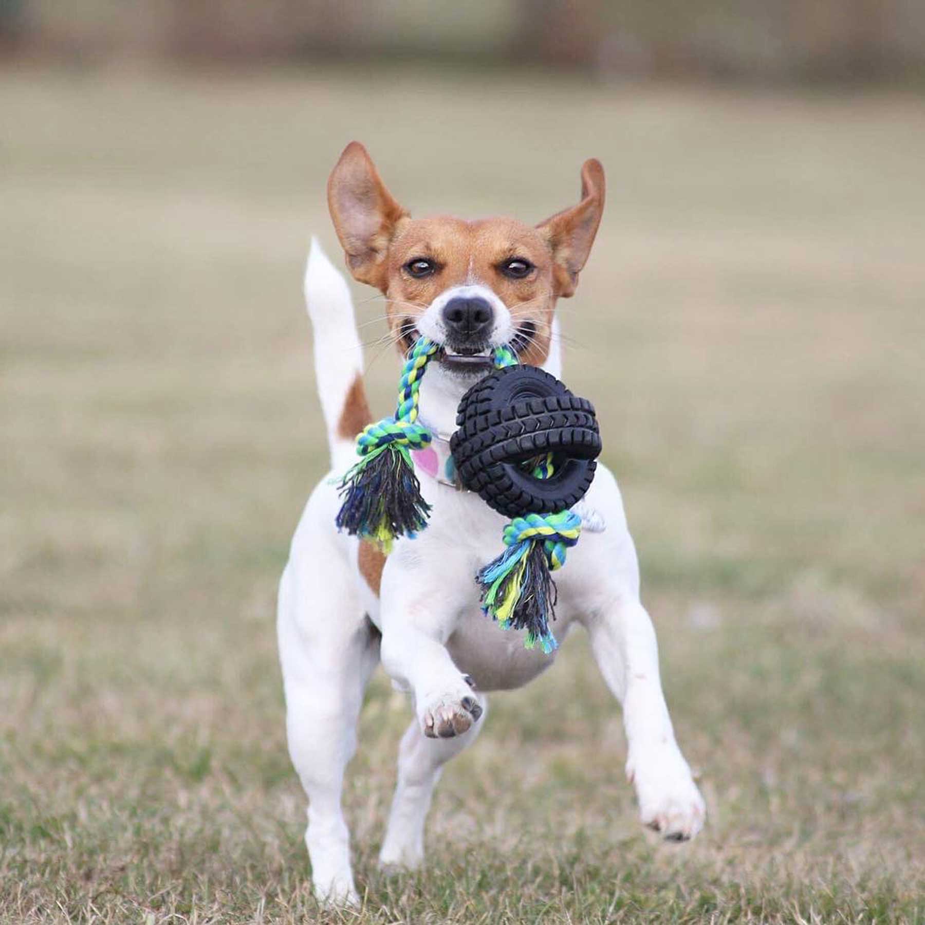 A small brown and white dog joyfully runs on grassy ground, holding a Petqwerks Single Rope X-Tire Jingle Ball in its mouth. The dogs ears are perked up, tail raised, moving energetically with its favorite toy.