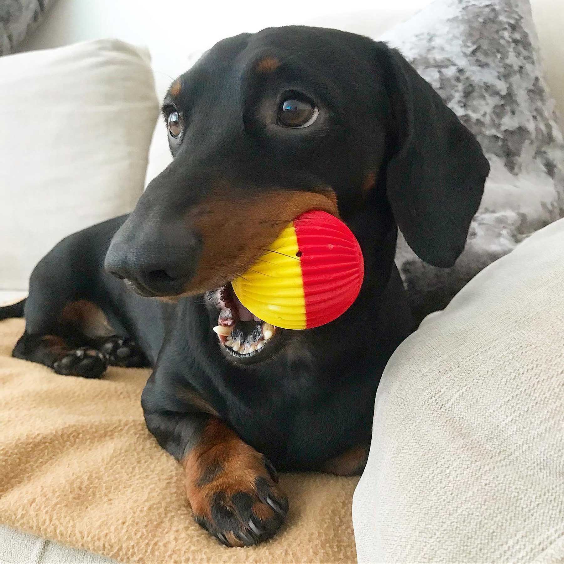 A black and brown Dachshund lies on a beige blanket, holding a Petqwerks Animal Sounds Babble Ball in its mouth. Its large, expressive eyes and perky ears show excitement. A gray and white pillow adds contrast to the lively scene with its favorite dog toy.