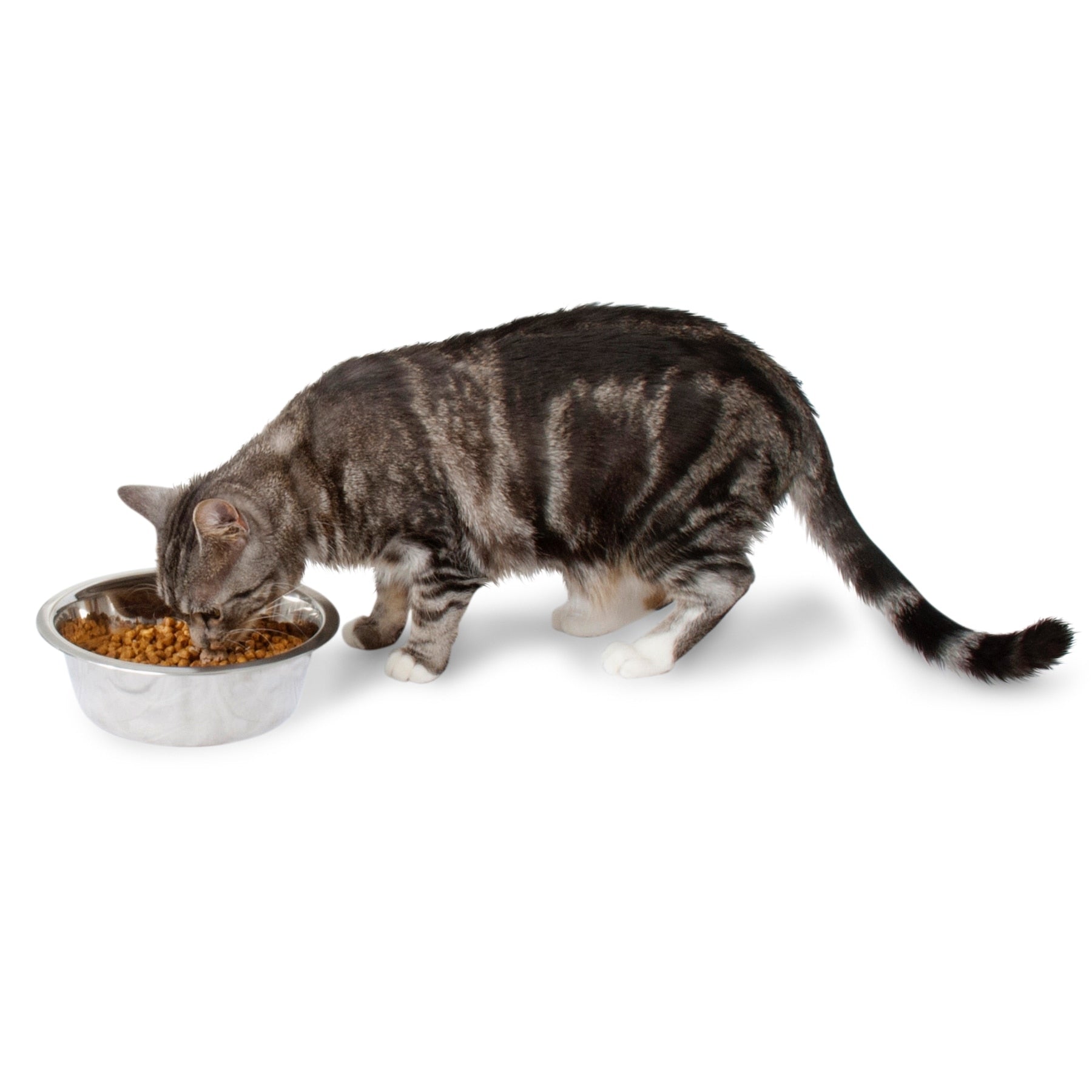 A striped cat with white paws eats from a rust-resistant Pet-mates Stainless Steel Bowl filled with dry cat food. The hygienic bowl is on a white surface, and the cats tail is slightly curved.