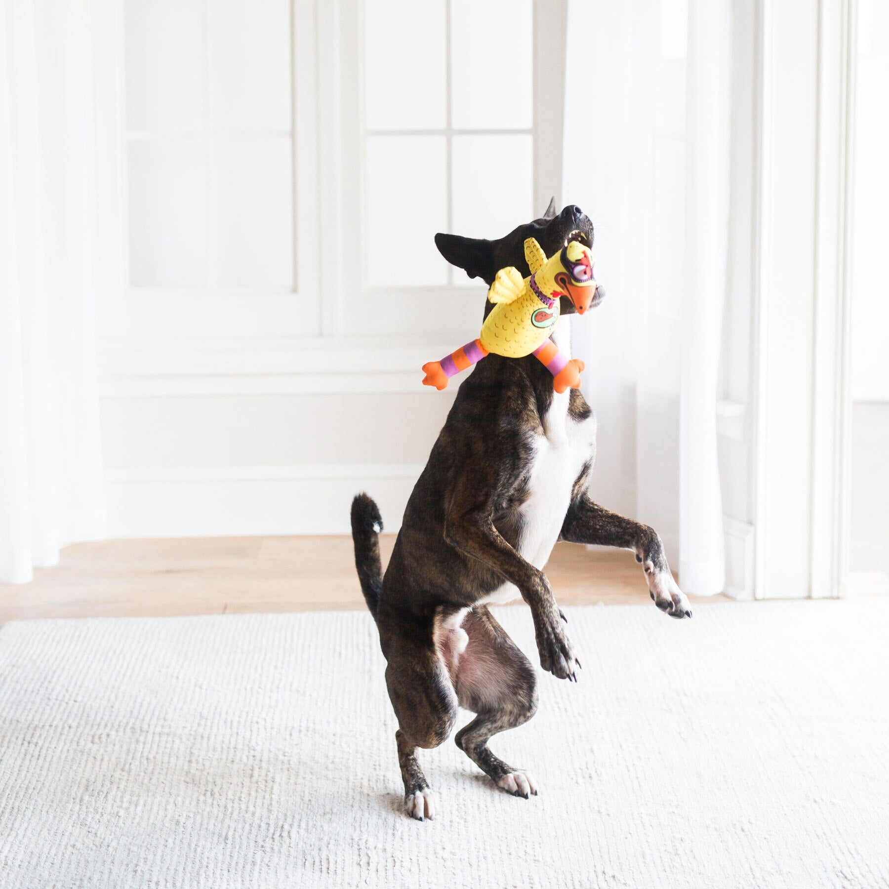 In a bright room with large windows and light-colored flooring, a dog playfully stands on its hind legs, holding the vibrant Fatcat Barnyard Bullies Dog Toy. This colorful plush features a mix of yellow, orange, and pink with a squeaker and resembles a cartoon character.